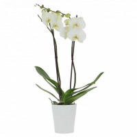 Plant Orchids two stems